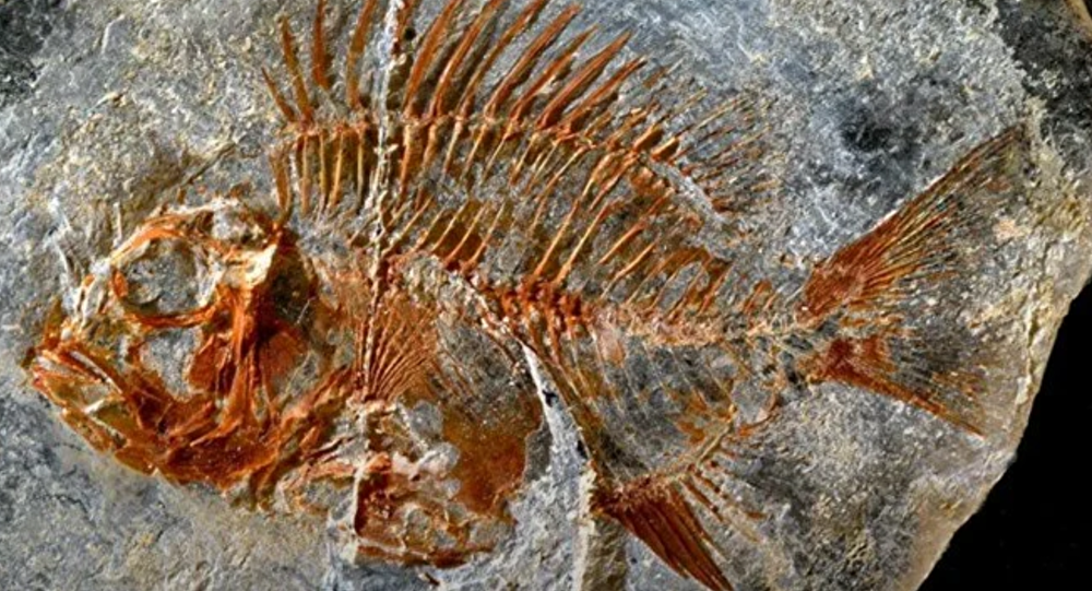 Meksika’da 95 milyon yıllık balık fosili bulundu
