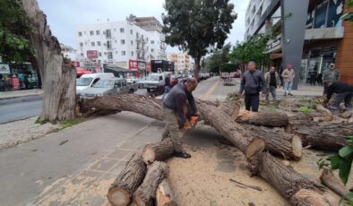 Gazimağusa’da kuvvetli rüzgara dayanamayan bir ağaç devrildi