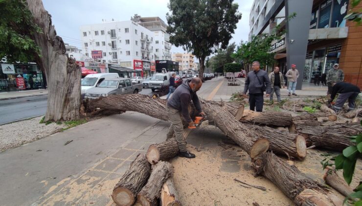 Gazimağusa’da kuvvetli rüzgara dayanamayan bir ağaç devrildi