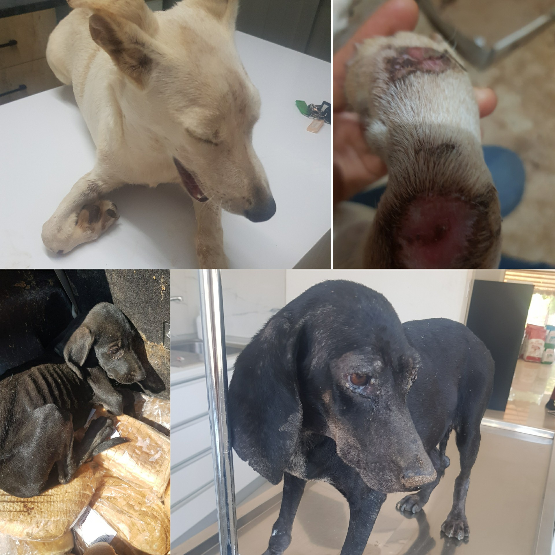 Güzelyurt Belediyesi hapsettiği sokak köpeklerini ölüme terkediyor!