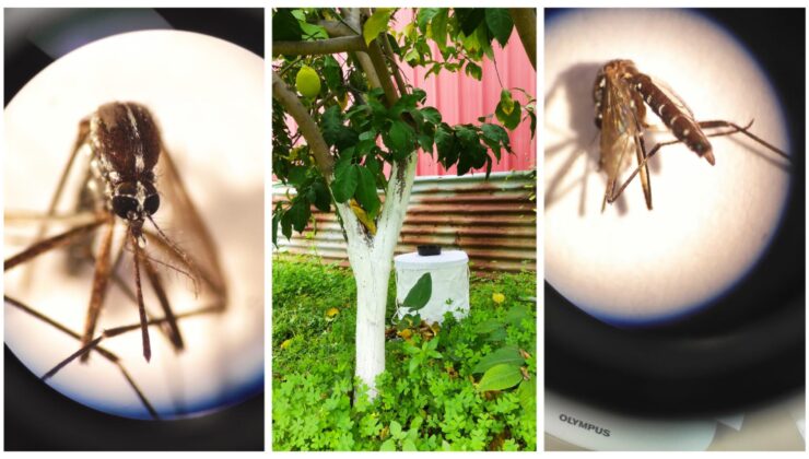 KKTC’de Asya Kaplan Sivrisineği tespit edildi