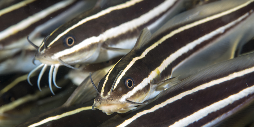 Kıbrıs sularında zehirli balık türü olan “Çizgili Yılan Kedi Balığı”na rastlandı