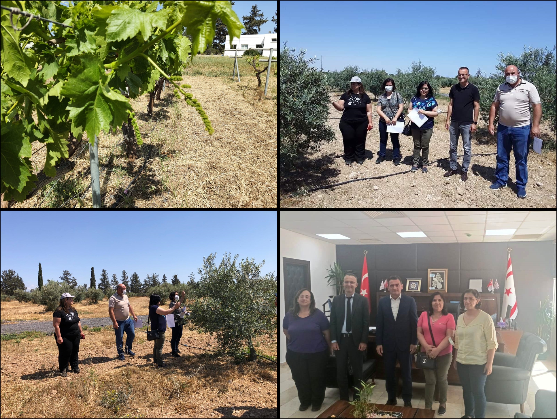 Yerli üzüm ve yerli zeytin genotiplerinin seleksiyon çalışmalarında tescil aşamasına gelindi