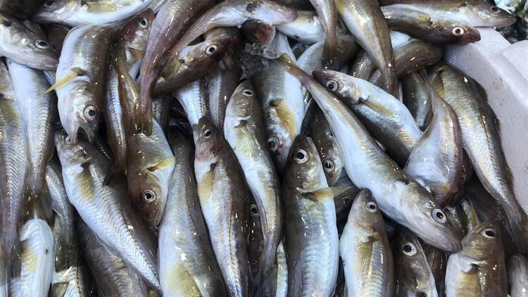 Rum balıkçılar harekete geçti… “KKTC’den balık satın alınmasın”