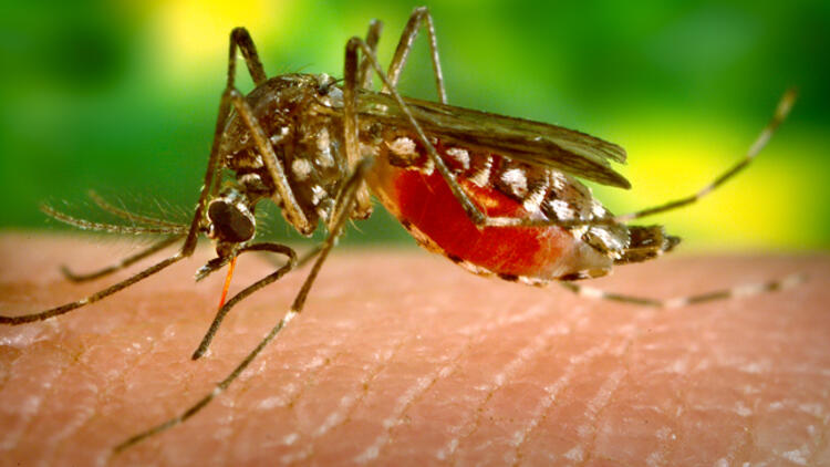 Batı Nil Virüsü…         Yeni vaka yok