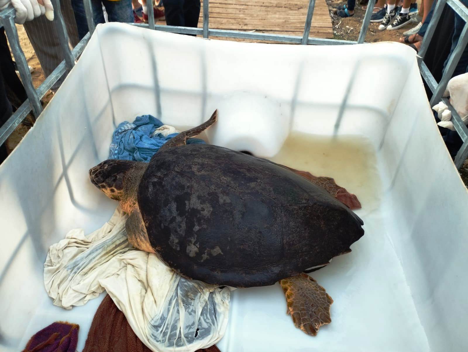 Deniz Kaplumbağaları Koruma ve Araştırma Projesi kapanış etkinliği yapıldı
