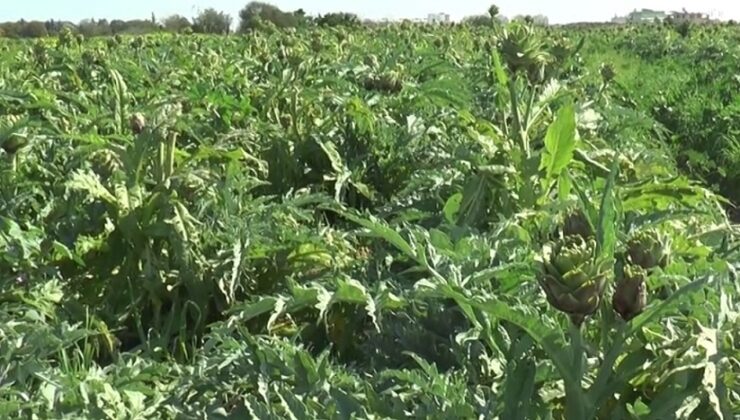Enginar’da hasat devam ediyor…Yağışların beklenenden az olması üren verim ve kalitesini olumsuz etkiledi