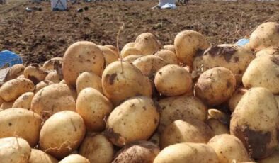 Patates üreticilerine duyuru… Genel Tarım Sigortası Fonu listeleri asıldı