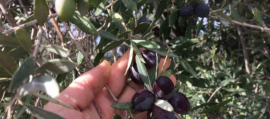 “Siyah zeytin  ithalatı durdurulmalı”